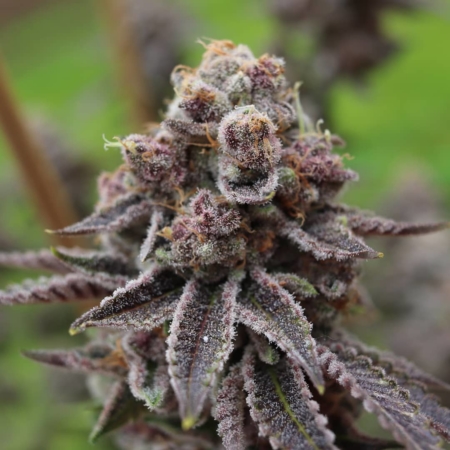 strawberry slurpee cannabis seeds bred by Fancy Weed