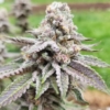 strawberry slurpee cannabis plant