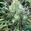 grams skunk cannabis seeds