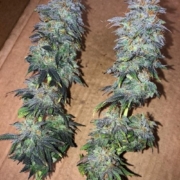 Purple Skunk cannabis seeds