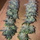 Purple Skunk cannabis seeds