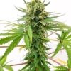 d4 cannabis seeds
