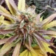 find northern lights cannabis seeds