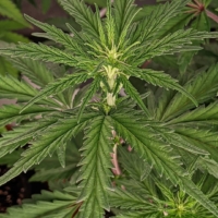 panscake cannabis seeds, bred by Deadpan Head
