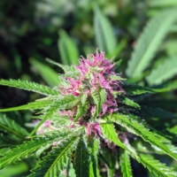 pinkleberry cannabis dew drops
