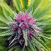 pinkleberry marijuana seeds