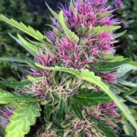 pinkleberry cannabis seeds