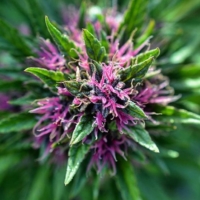 find pinkleberry marijuana seeds