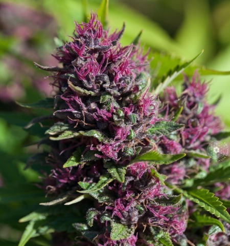 pinklberry kush f6 cannabis seeds