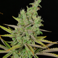 chick magnet canngis mmj seeds