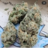 Bill Murray Cannabis seeds Terp Fi3nd