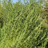 male abc marijuana plant regular seeds