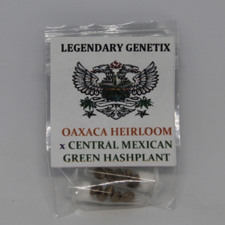 oaxaca heirloom central mexican green hashplant marijuana seeds