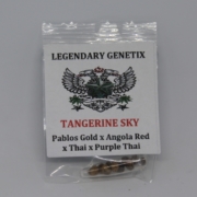 Tangerine Sky cannabis seed pack snow high seeds