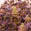 Purple ABC plant