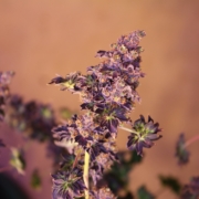 Purple Australian Bastard cannabis mmj