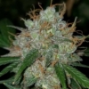 strawnana tart cannabis seeds bred by Terp Fi3nd