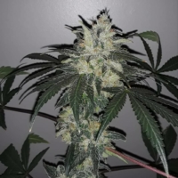 curse of momo cannabis seeds bred by Terp Fi3nd