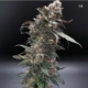 orange headrush f2 cannabis seeds by terp fi3nd