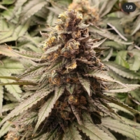 orange headrush cannabis strain terp fiend