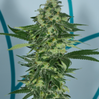 pop art marijuana seeds bred by mass medical strains