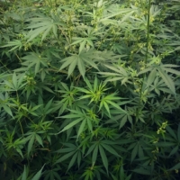 barramulla valley kashmir marijuana seeds