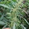 marijuana barramulla valley kashmir