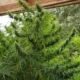 kashmir valley marijuana seeds