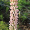 lupinus russell pink and white