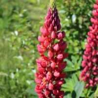 bright red and pink lupine flower seeds