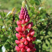 russell lupine seeds red on red
