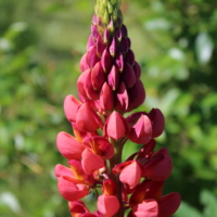 red lupine flower seeds russell lupine