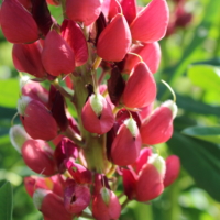 seeds of bright red lupine flowers