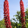 red and pink lupine seeds