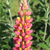 lupinus russell lupine pink and yellow flowers
