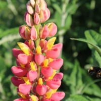 pink and yellow lupine flower seeds