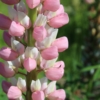 pale pink and white lupine flowers