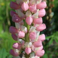 russell lupine white and pink seeds