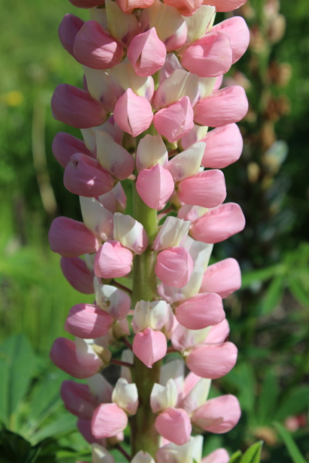 russell lupine white and pink seeds