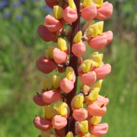 russell lupine pink and yellow flower seeds