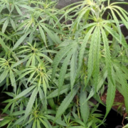 assam hashplant marijuana seeds for sale