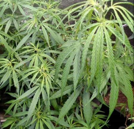 assam hashplant marijuana seeds for sale