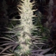 blueberry bx cannabis seeds deadpan head