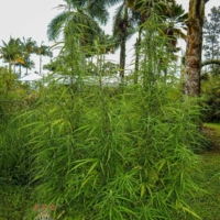 cambodian cannabis seeds