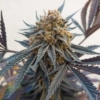 has mints cannabis seeds bred by deadpanhead