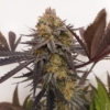 hash mints marijuana seeds deadpanhead