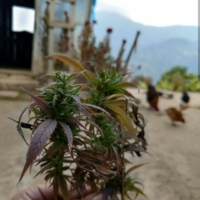 kalimpong darjeeling marijuana plant