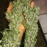 kerala gold marijuana seeds