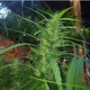 kerala gold landrace cannabis seeds