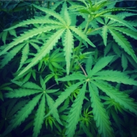 laos cannabis leaves